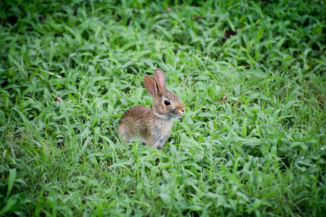 Photo Small rodent